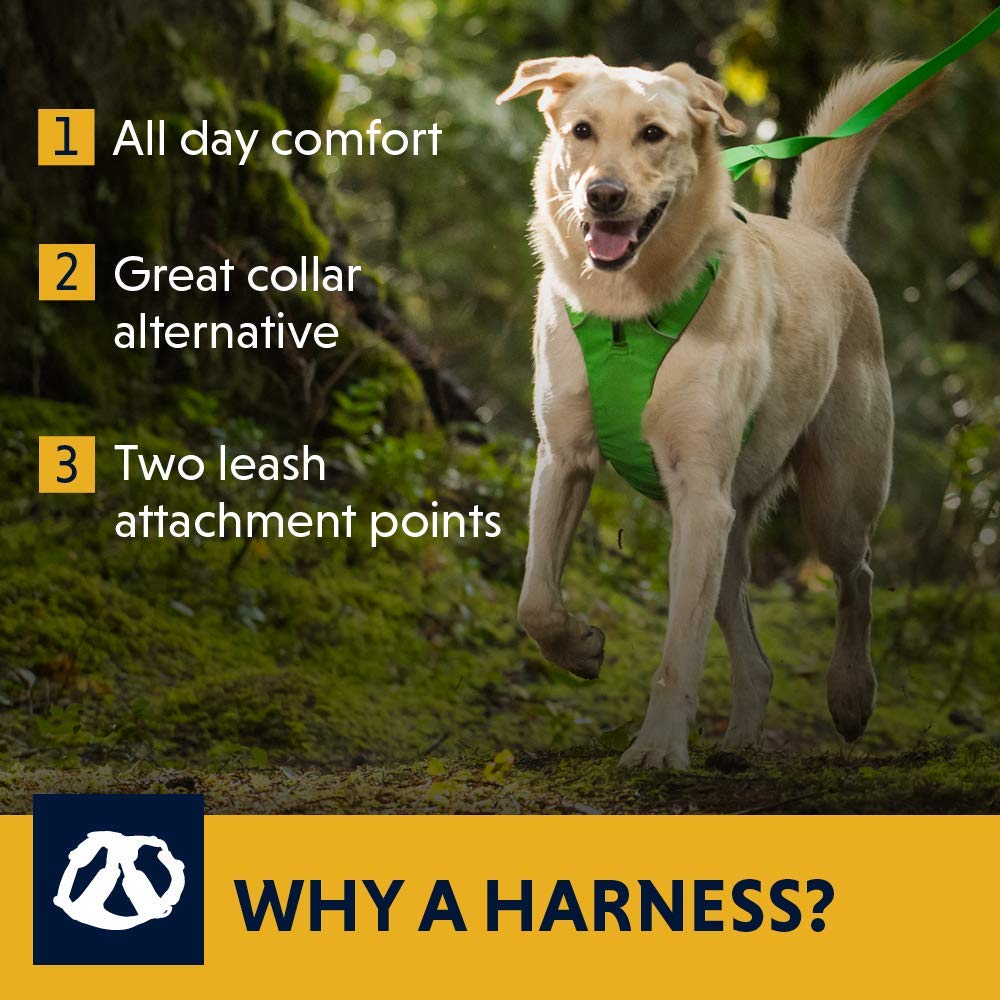 Best Dog Harnesses To Keep Your Dog Safe And Control