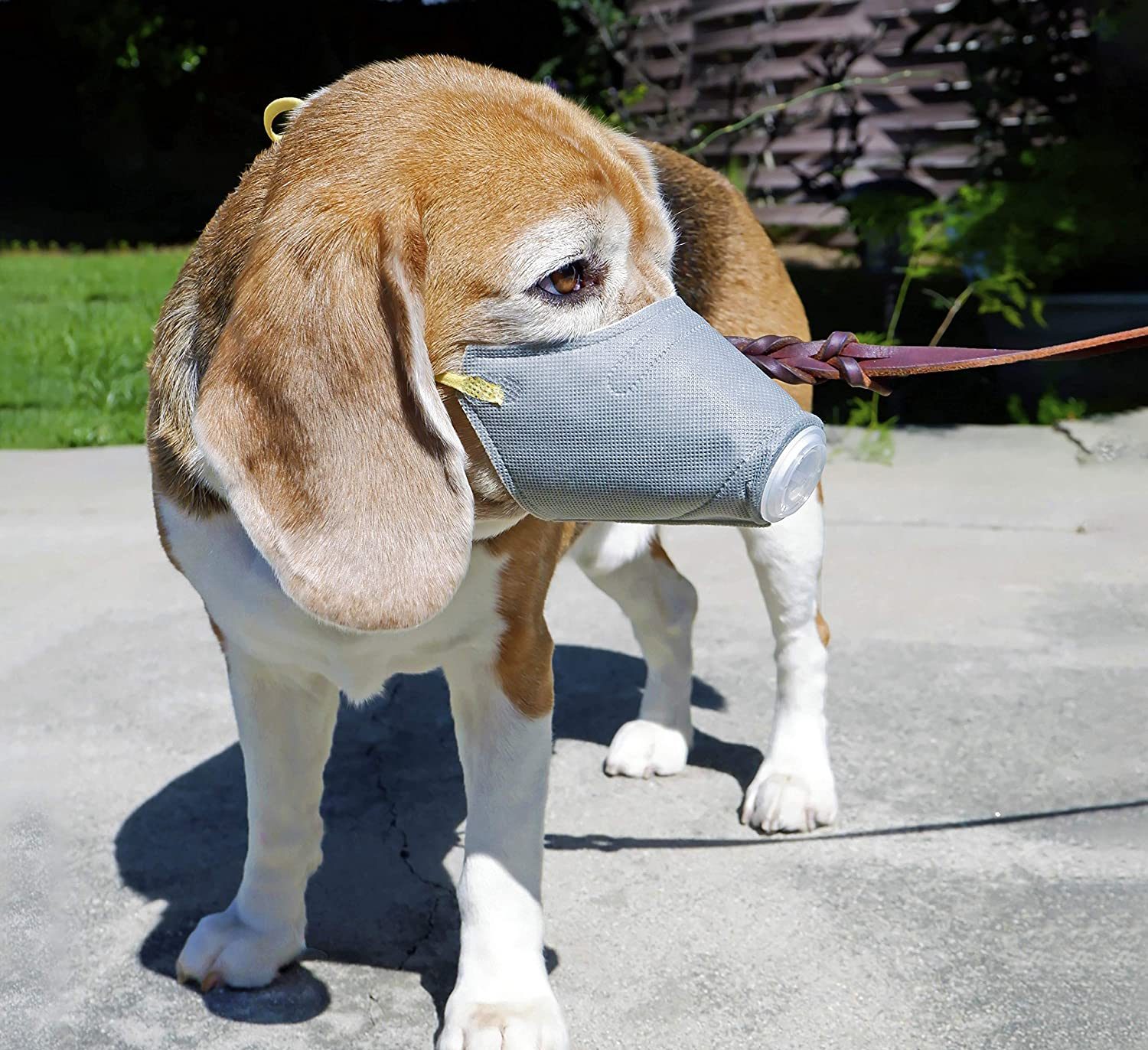 Best Dog Respirator Masks in 2024